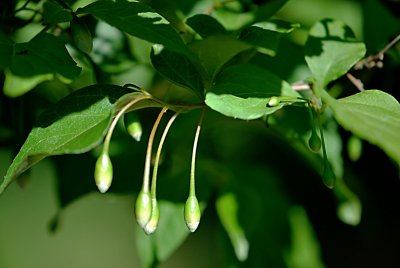 Styrax japonica - sturač japonský - pučící květy